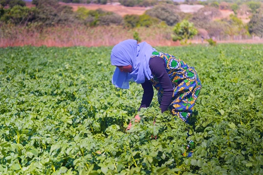 Formation en agroécologie à Garambé, en Guinée